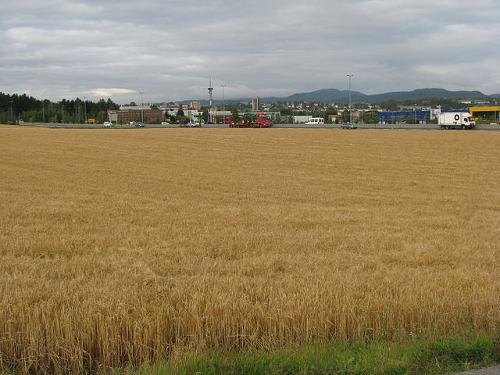 Grain field at Tungasletta, eastern Trondheim, Norway