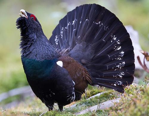 Western capercaillie, Norway