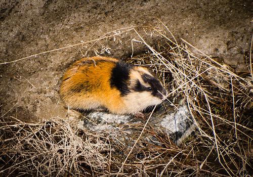 Norway lemming