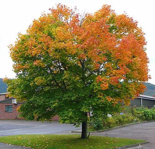 Norway maple