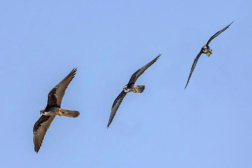 Eleonora's Falcon, Patmos