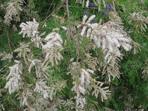 Tamarisk, Patmos