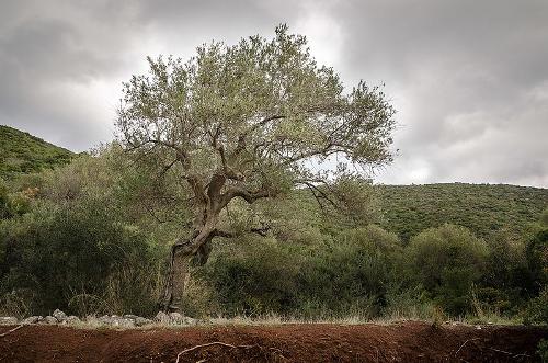Olive Tree, Peloponnese