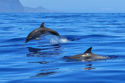 Dolphins, Peloponnese