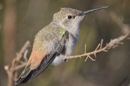 Atacama hummingbird, Peru