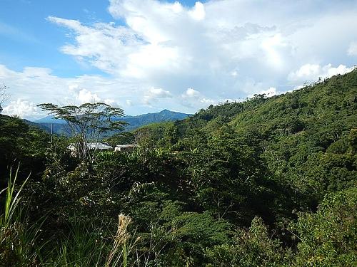 Rainforest in Satipo province, Peru