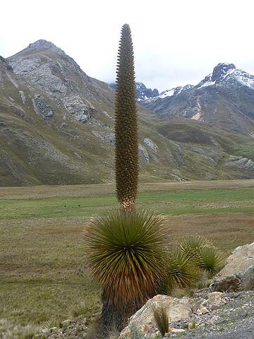 Puya Raimondi, Provincie Huaraz, Peru