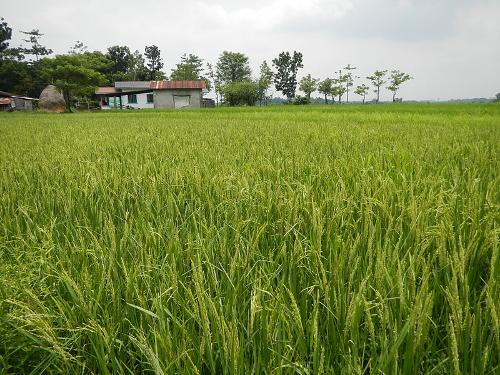 Rice paddy Philippines