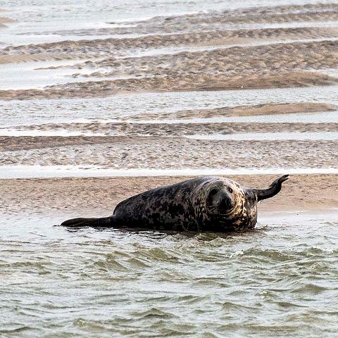 Seal on a sandbank off the town of Fort Mahon Plage, Picardy