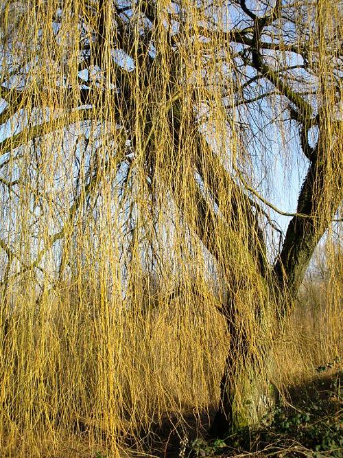 Weeping willow, national tree of Poland