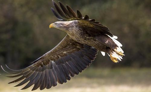 White Eagle, national bird of Poland