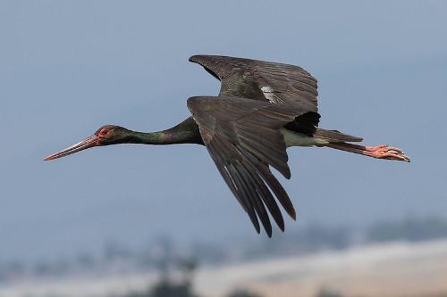 Black Stork, Poland