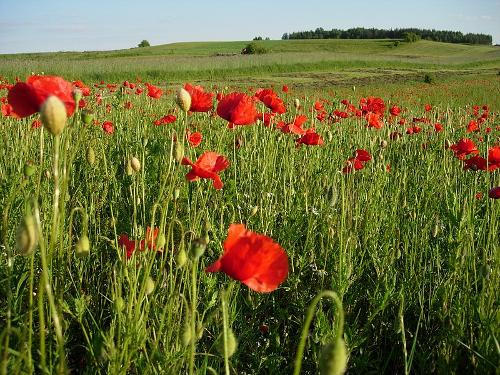 The Poppy is the national flower of Poland
