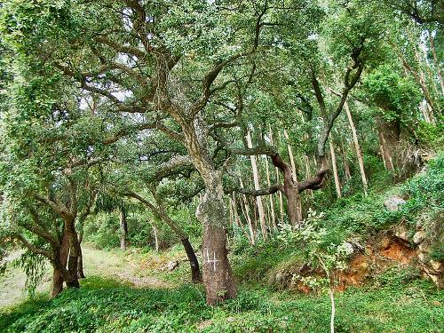 Cork oaks Portugal