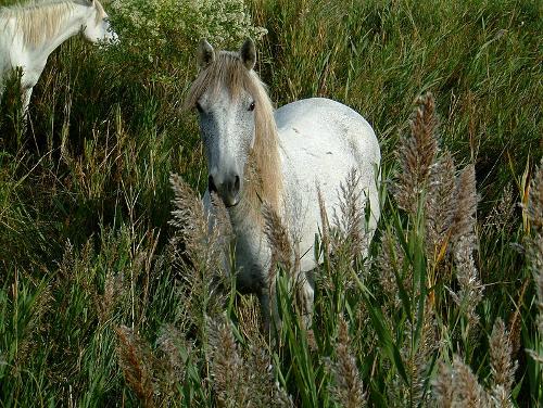 White Camargue horse in the Provence