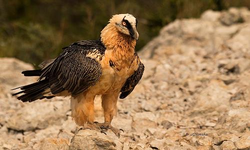 Bearded Vulture, Provence