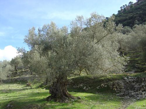 Olive trees Provence