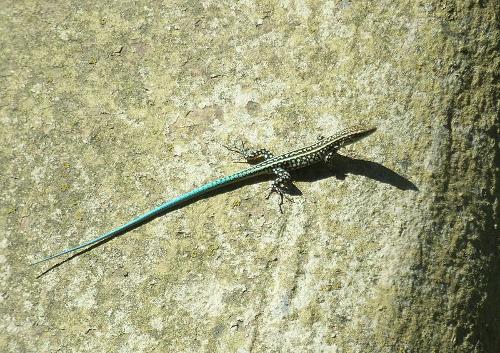 Lizzard, Rhodes