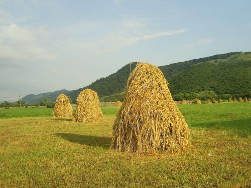 Agriculture Romania