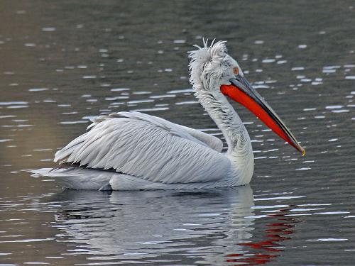 Dalmatian Pelican, Romania