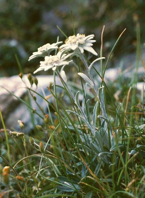 Edelweiss Romania