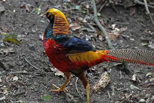 Golden Pheasant, Romania