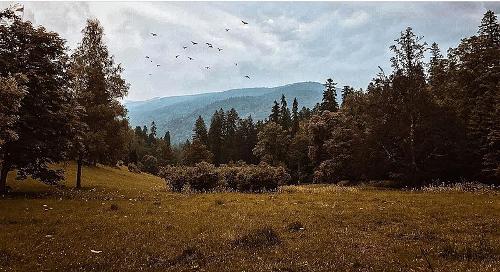 Forests Romania