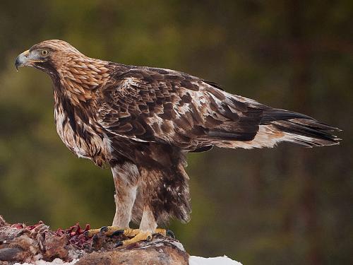Golden eagle, Romania