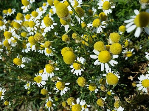 Chamomile is the national flower of Russia