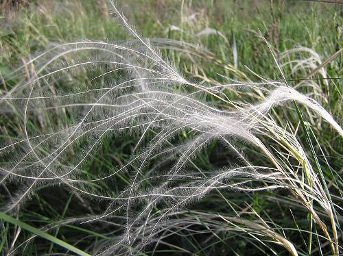 Feather grass Russia