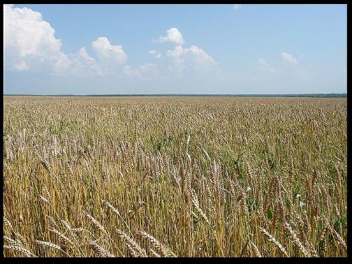 Grain is the most important agricultural product of Russia