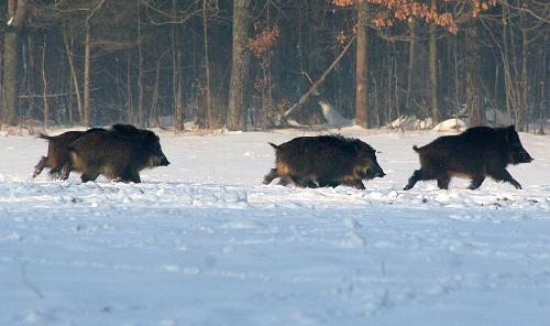 Wild Boar in winter in Russia