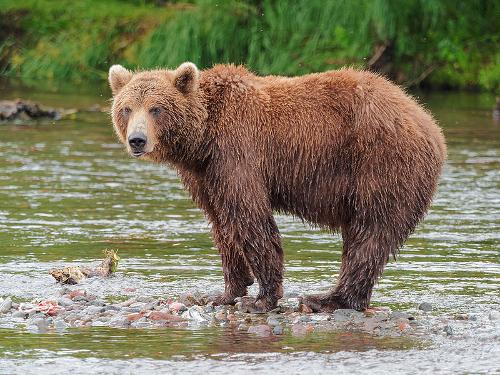 Brown Bear, Russia