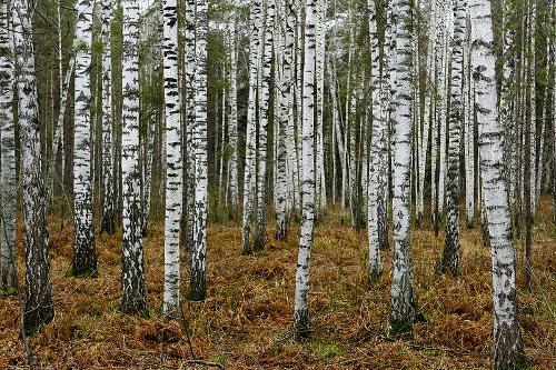 Birch trees Russia