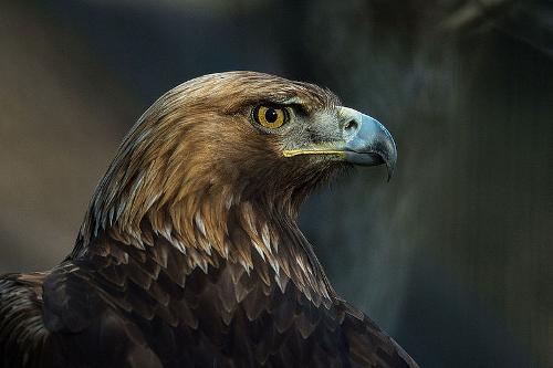 Golden Eagle, Russia