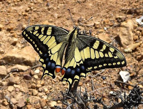 Swallowtail, Samos