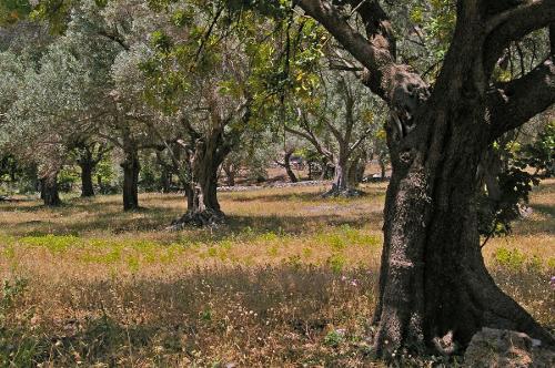 Olive Trees, Samos