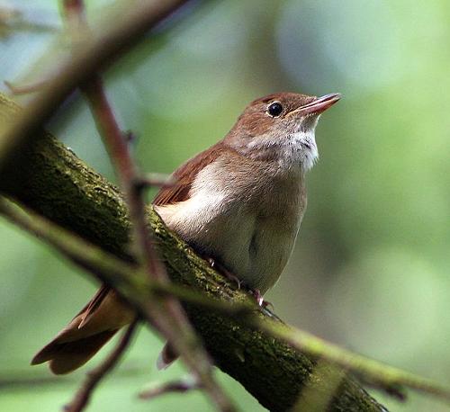 Nightingale, San Marino