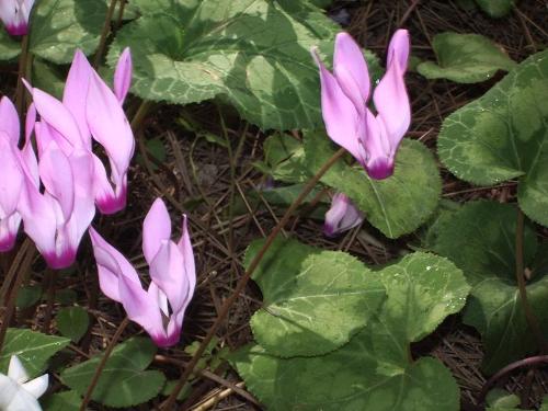 Cyclamen, national flower of San Marino