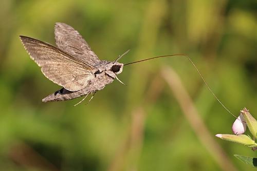 Sphinx Moth