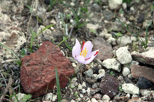 Saffron Crocus, Santorini