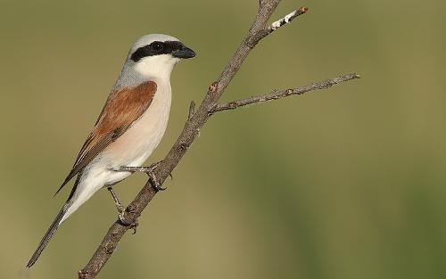 Red-Backed Shrike, Santorini