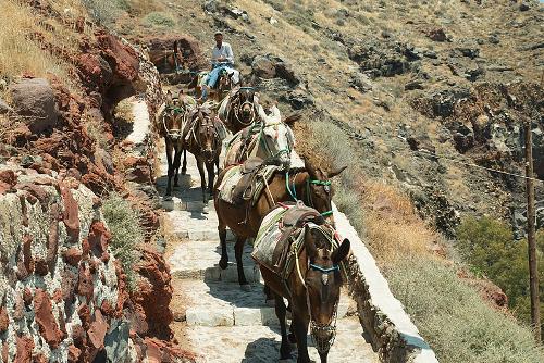 Mules, Santorini