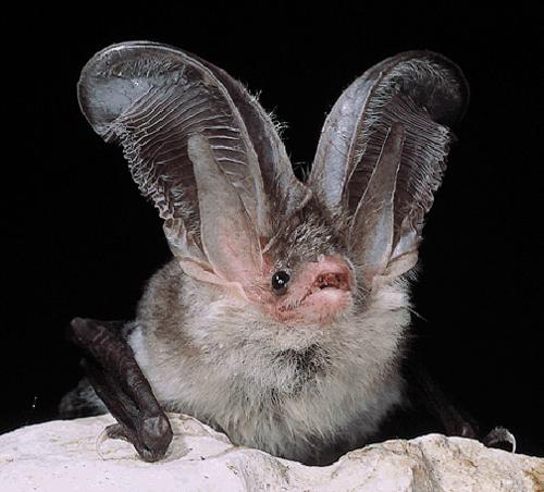 Sardinian long-eared bat