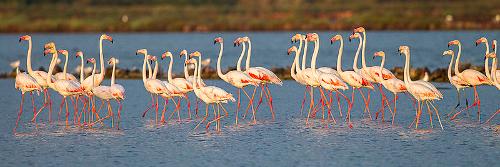 Flamingo's Sardinia
