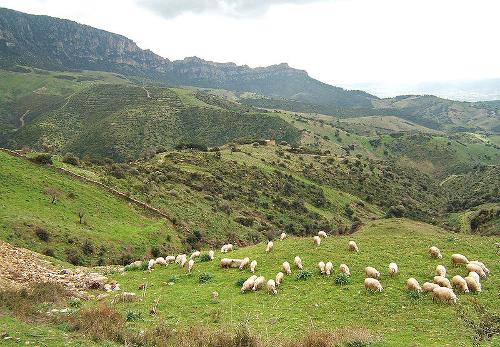 Sheep, Sardinia