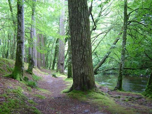Forests in Scotland