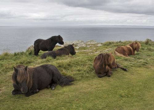 Shedland Pony Herd, Scotland