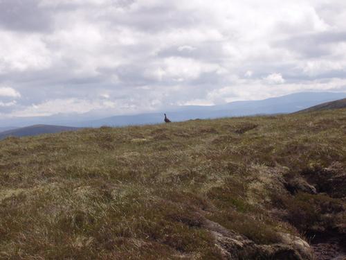 A grouse on the moorland, Scotland