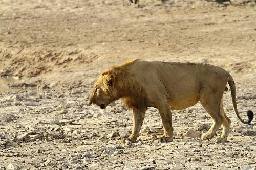 Lion, national animal of Senegal